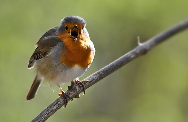 FROHE OSTERN...Joyeuses Pâques...Happy Easter...Felices Pascuas...Buona Pasqua...