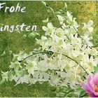 Frohe Pfingsen allen Freunden und Bekannten