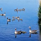 Frohe Pfingstage - Gänsefamilien in den Rieselfeldern