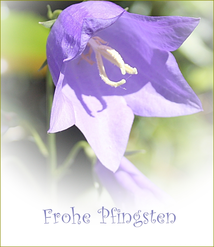 Frohe Pfingsten