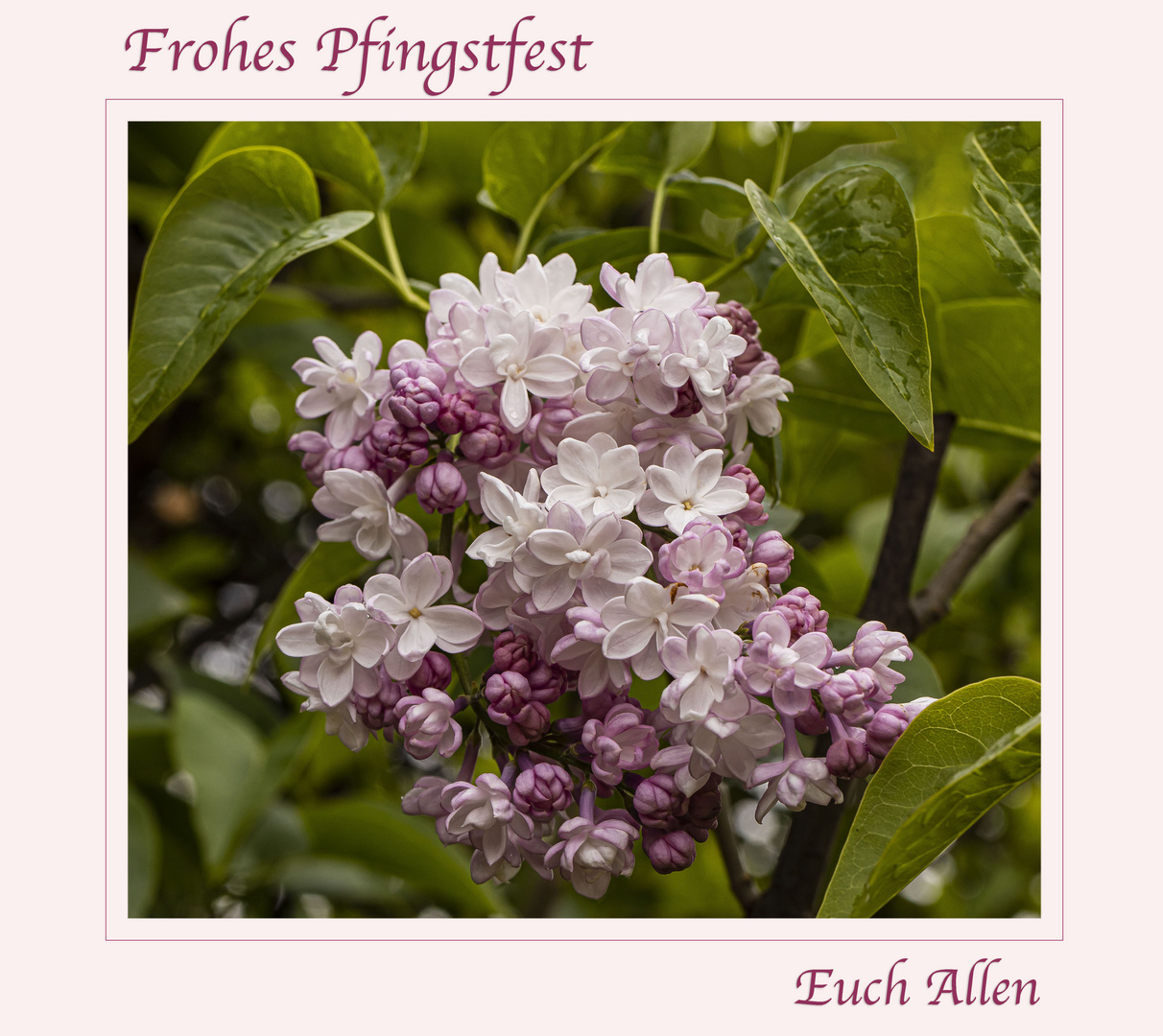 FROHE PFINGSTEN