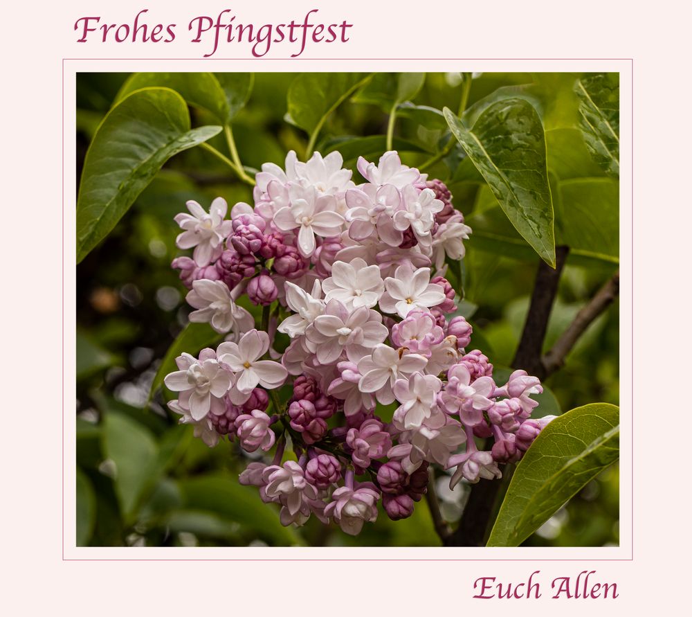 FROHE PFINGSTEN