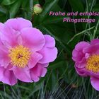 Frohe Pfingsten