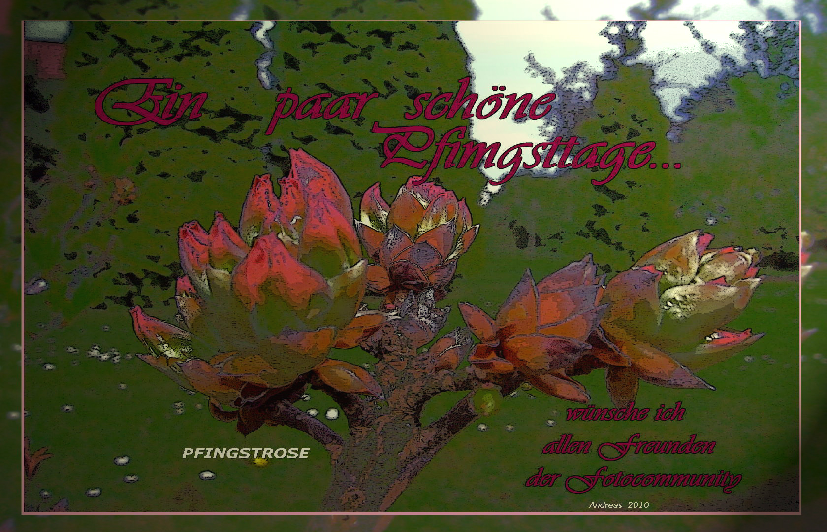*FROHE PFINGSTEN* Foto & Bild | pflanzen, pilze & flechten ...