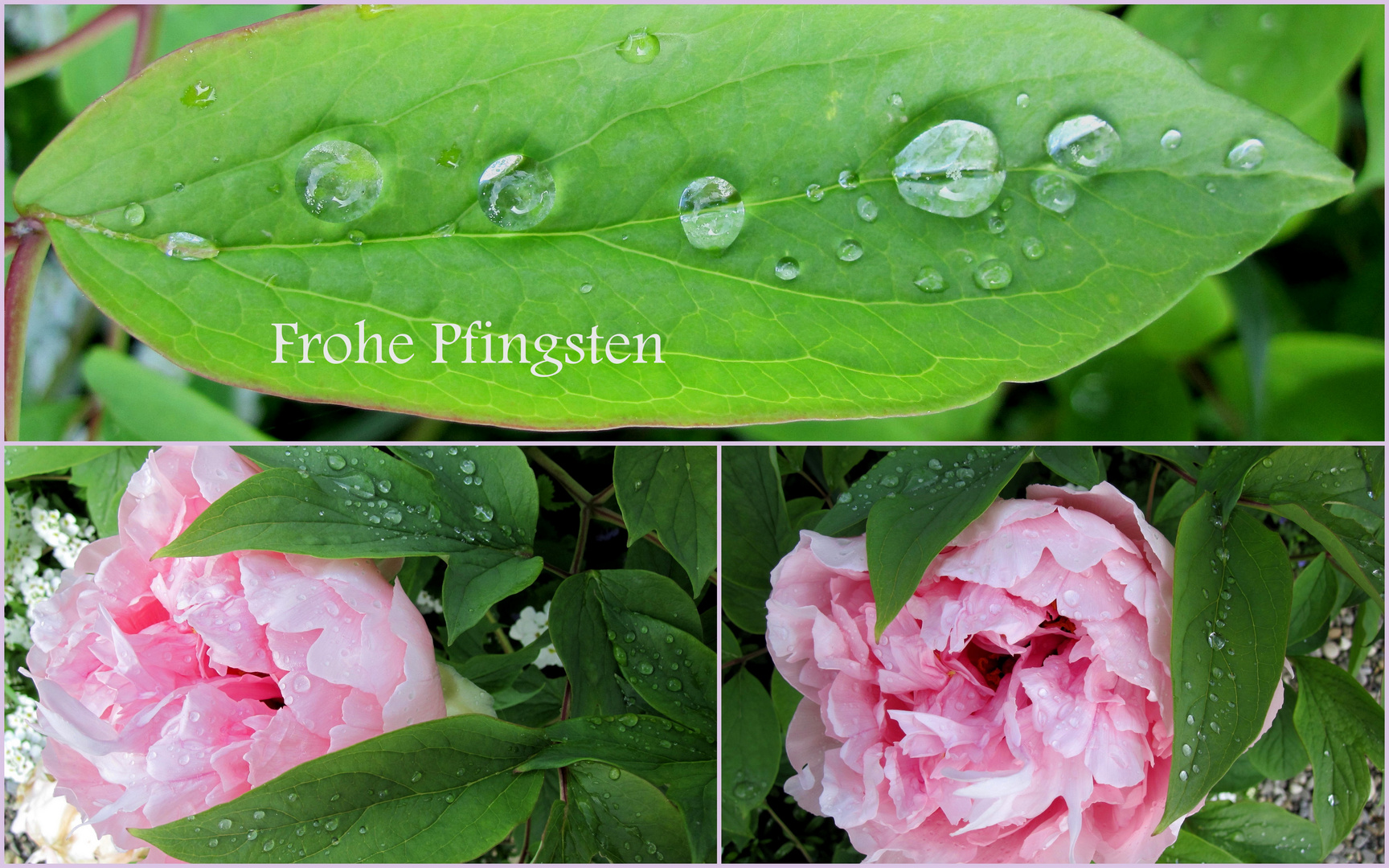 Frohe Pfingsten