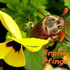 Frohe Pfingsten