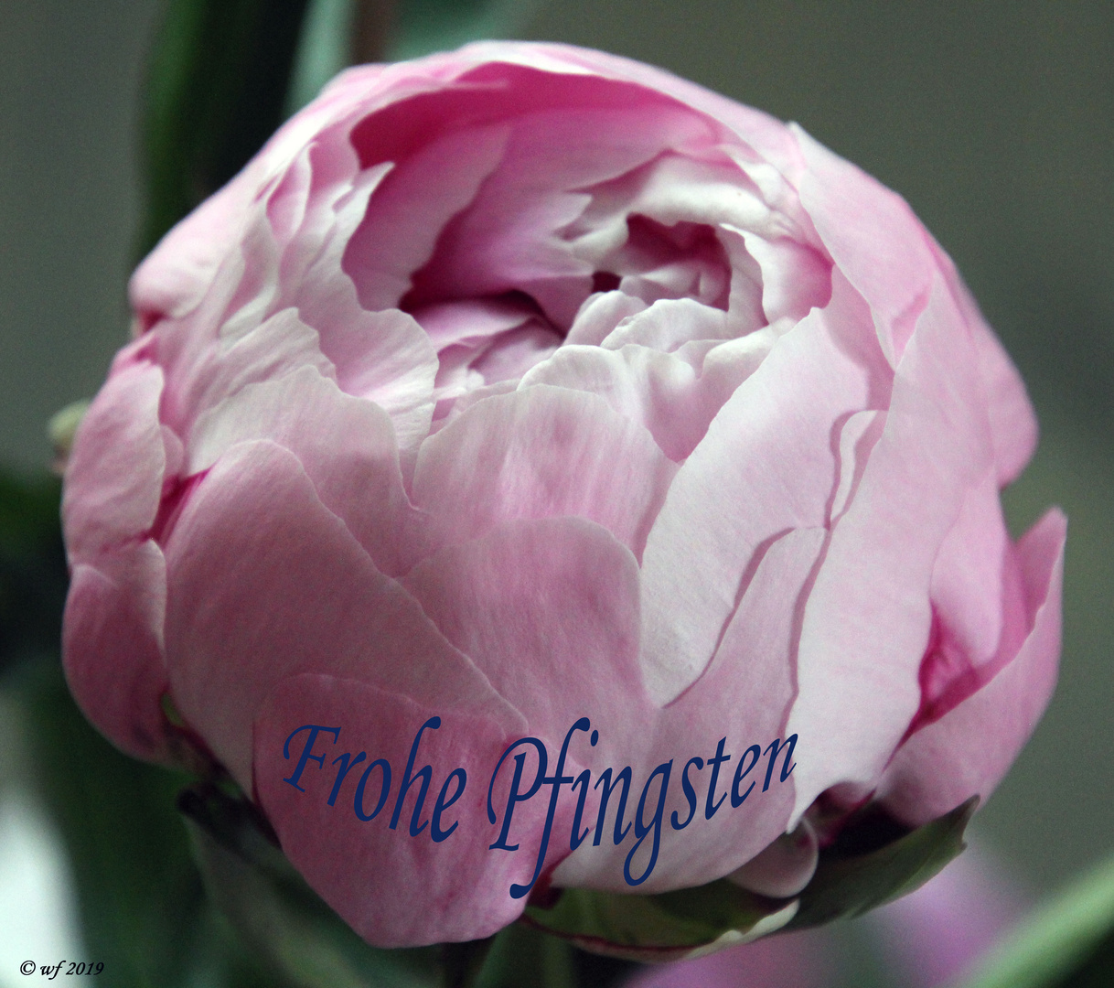 FROHE PFINGSTEN Foto & Bild pflanzen, pilze & flechten, blüten
