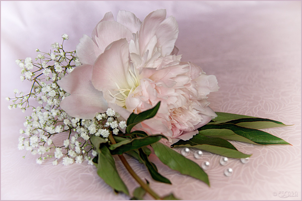 Frohe Pfingsten Foto &amp; Bild | blumen, natur, rosa Bilder auf fotocommunity