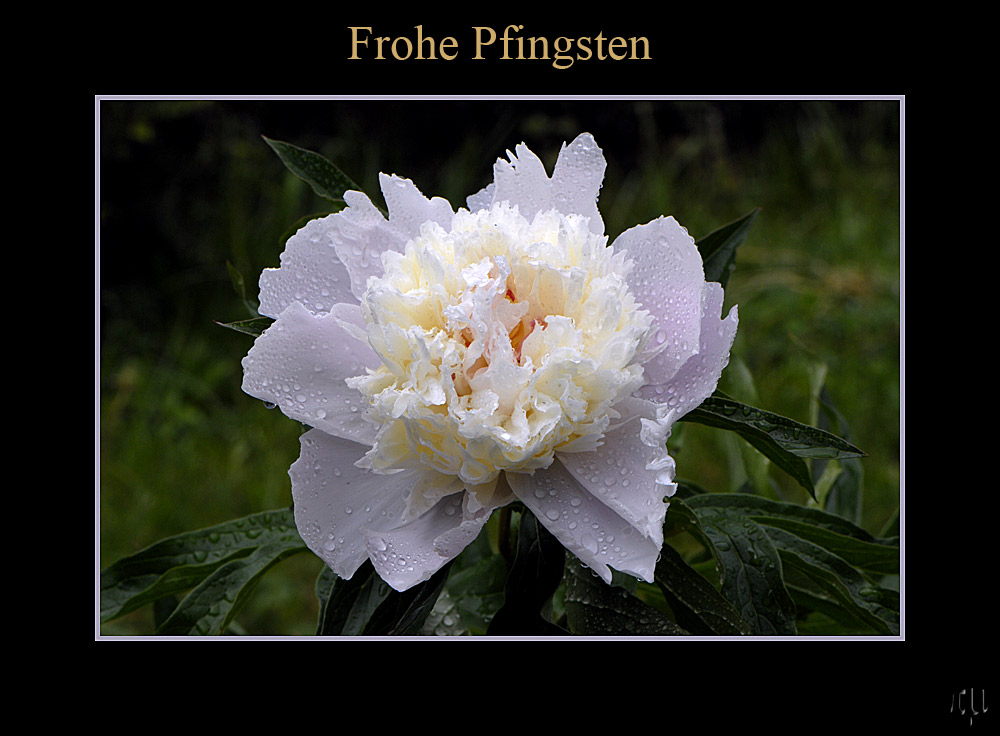 frohe pfingsten