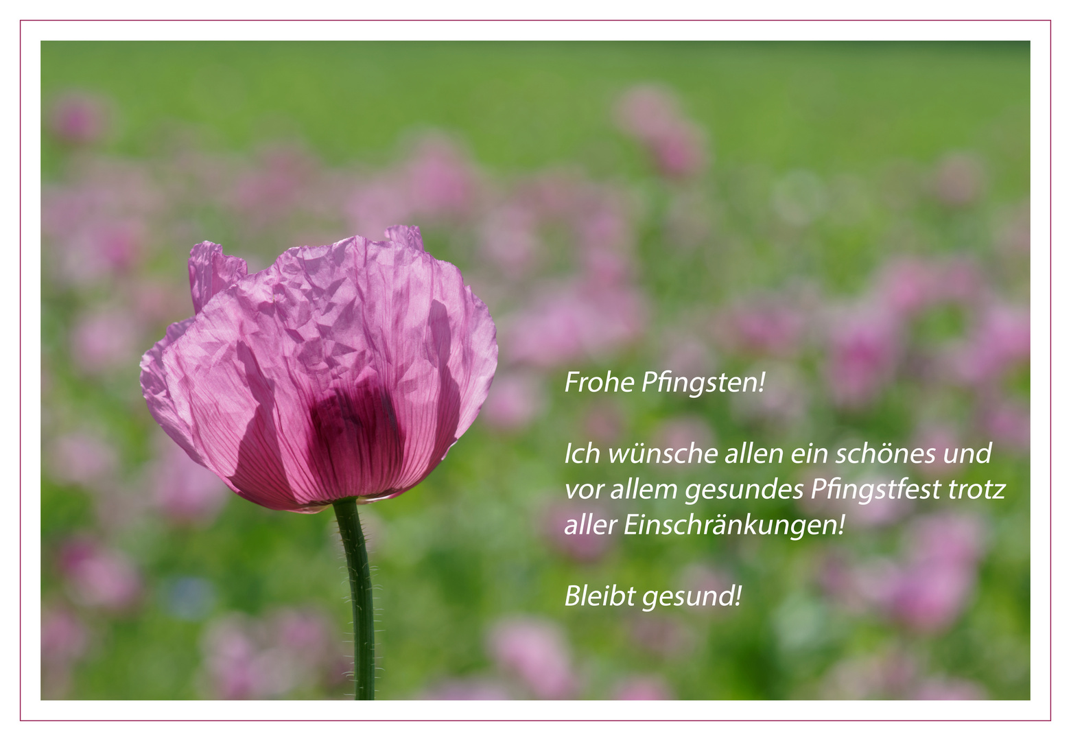 Frohe Pfingsten