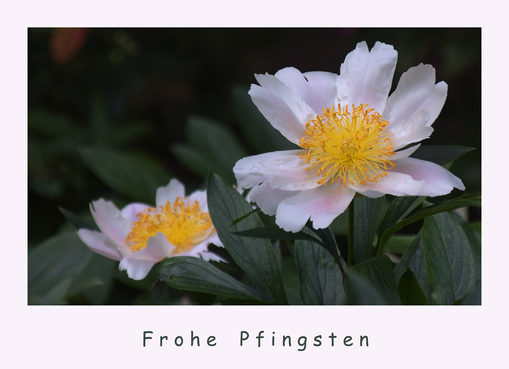 Frohe Pfingsten