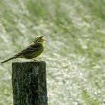 Frohe Pfingsten singt für euch die Goldammer.