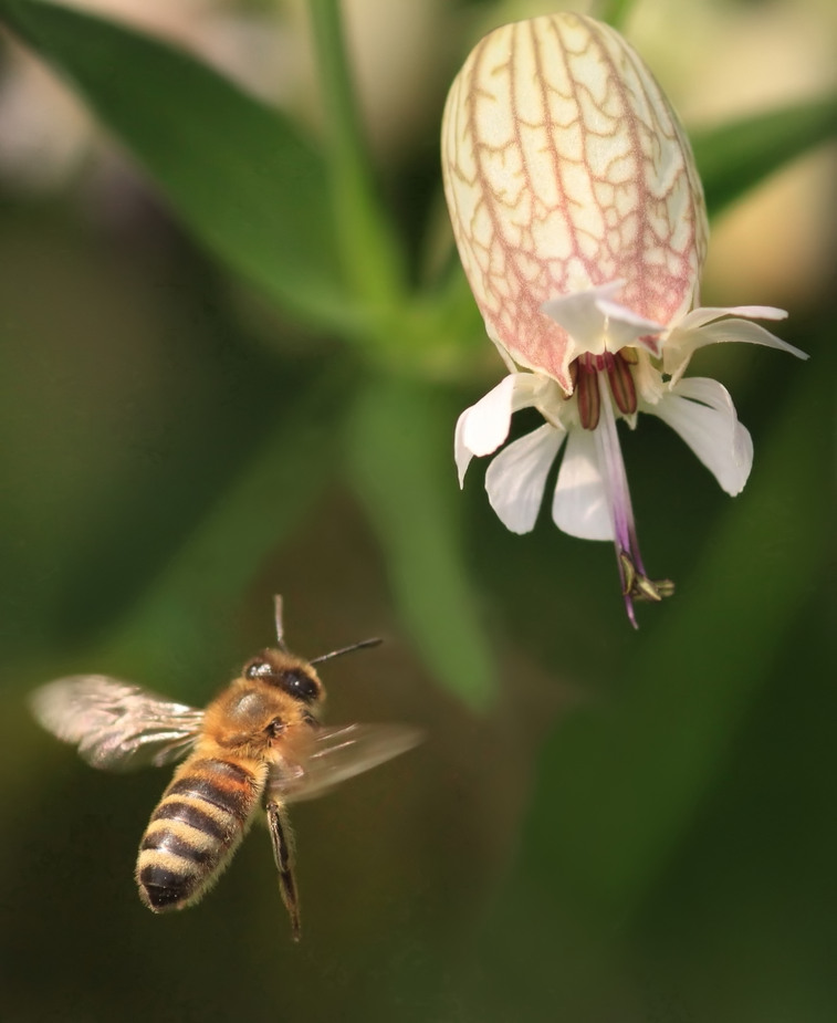 Frohe Pfingsttage - mit Bienenflugwetter!