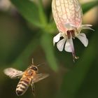 Frohe Pfingsttage - mit Bienenflugwetter!