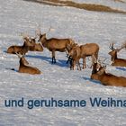 Frohe und geruhsame Weihnachten wünsche ich allen FC-Usern