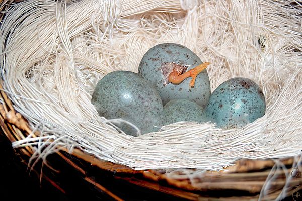 Frohe und gesunde Ostertage 