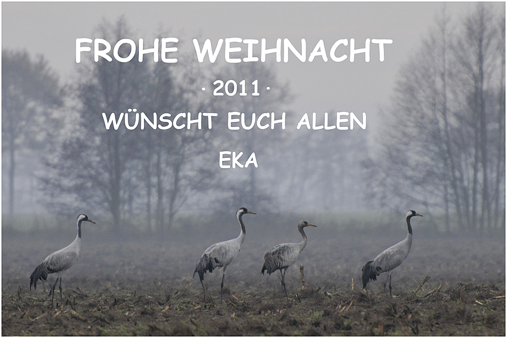 Frohe Weihnacht ....