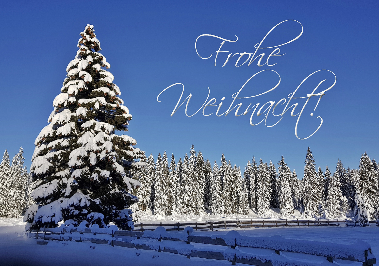 Frohe Weihnacht! Foto & Bild | weihnachten, spezial, tannen Bilder auf