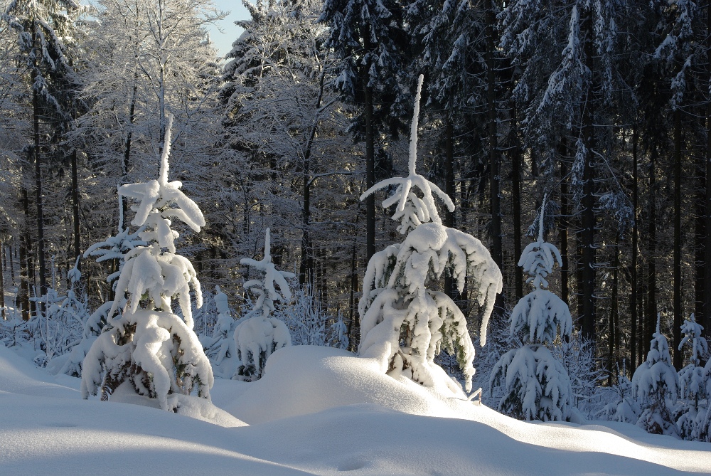 Frohe Weihnacht !