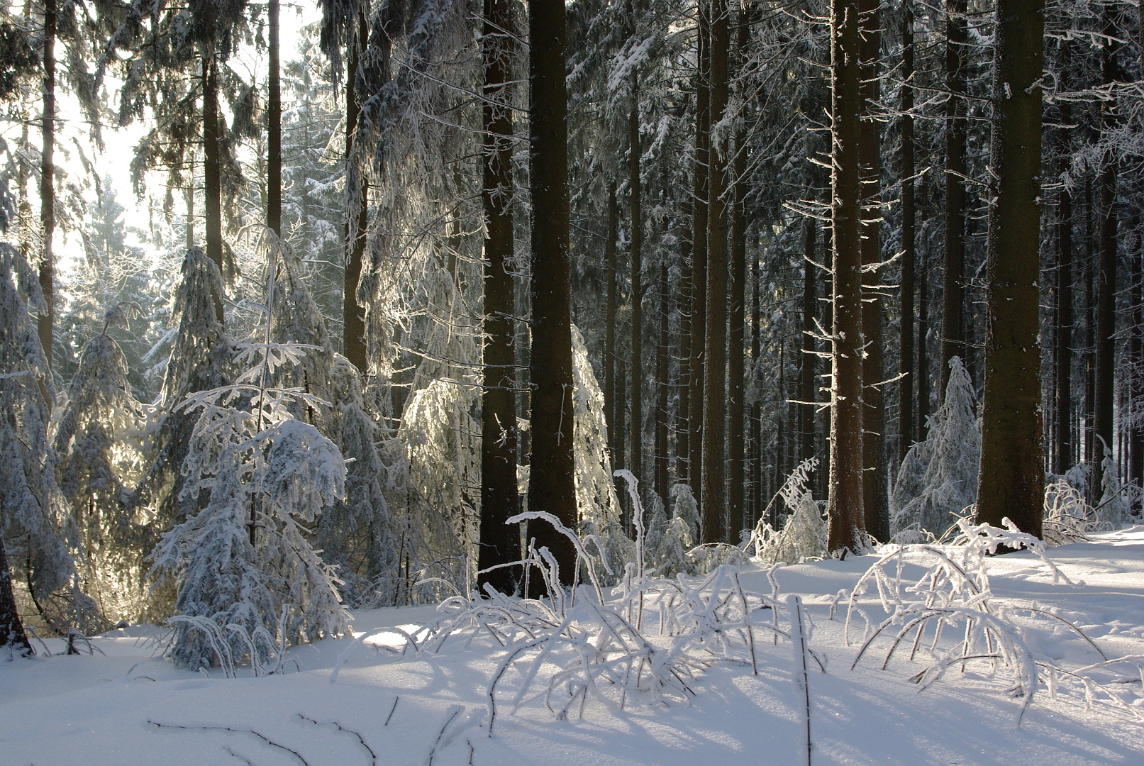 Frohe Weihnacht ! Foto &amp; Bild | winter, natur, landschaft Bilder auf