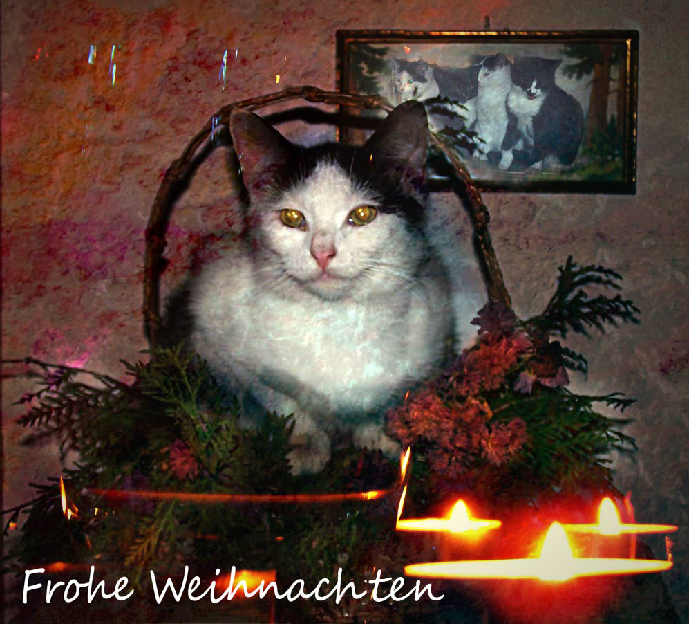 Frohe Weihnachten