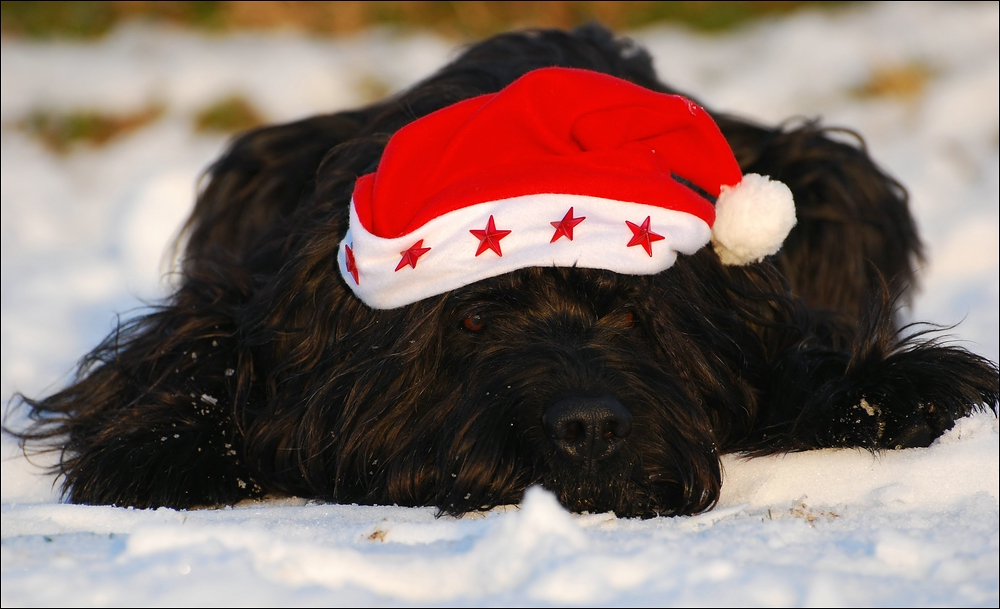 Frohe Weihnachten