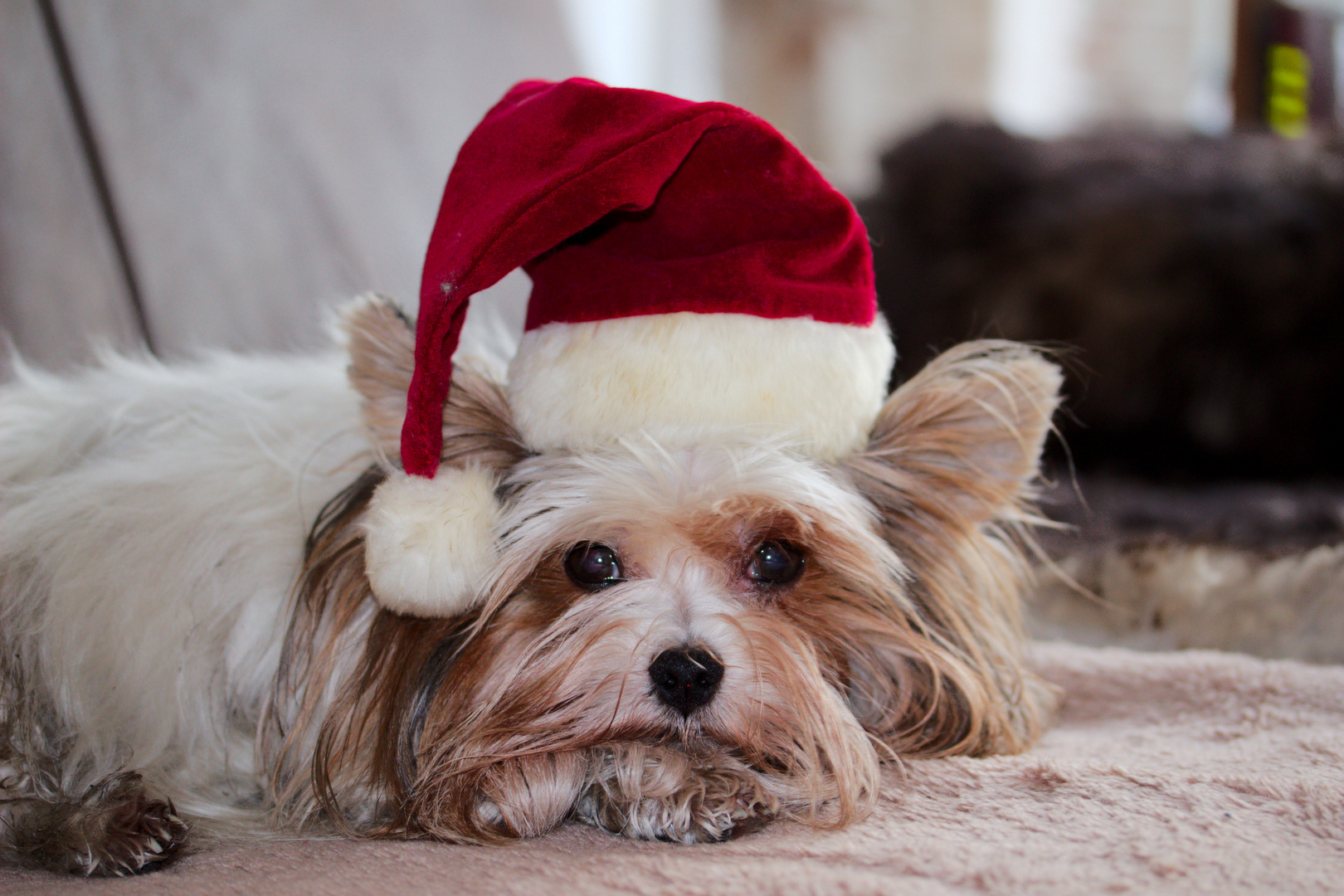 Frohe Weihnachten Foto &amp; Bild tiere, haustiere, hunde Bilder auf
