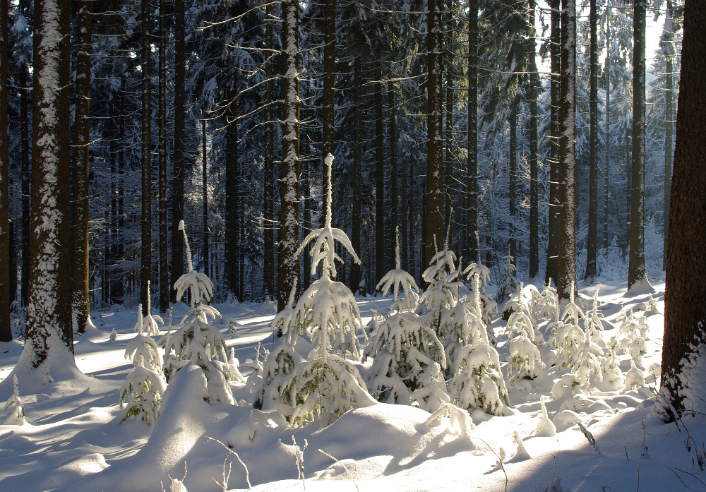 Frohe Weihnachten!