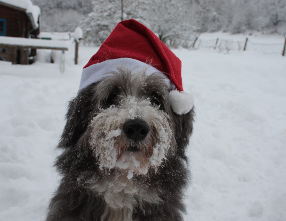 Frohe Weihnachten!