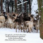 Frohe Weihnachten 2013