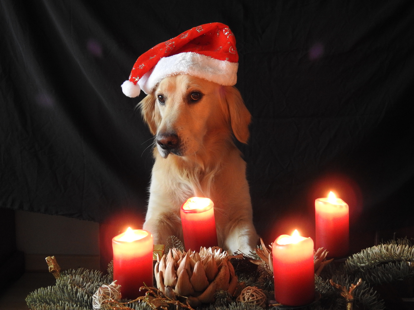 Frohe Weihnachten 2017 Foto & Bild weihnachten, hund, mütze Bilder