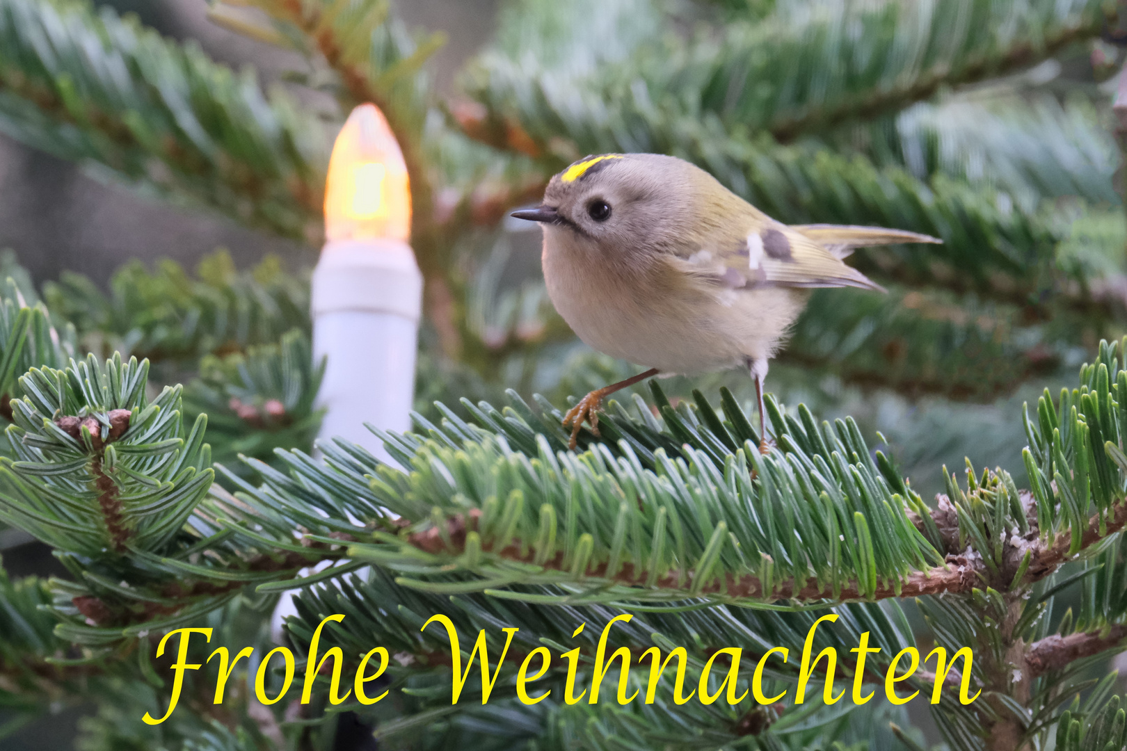 Frohe Weihnachten