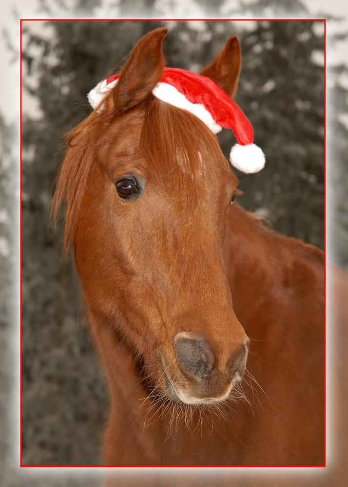 Frohe Weihnachten !!!