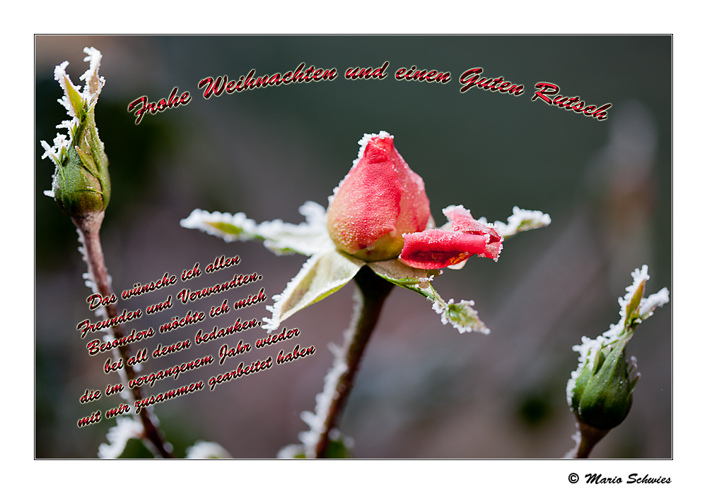 Frohe Weihnachten