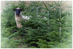 Frohe Weihnachten !