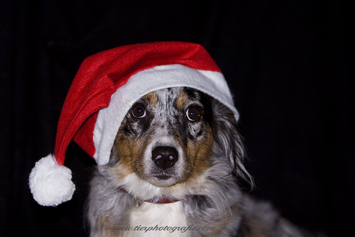 Frohe Weihnachten!!!