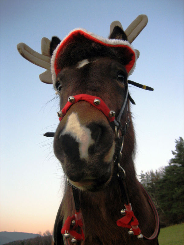 Frohe Weihnachten!!