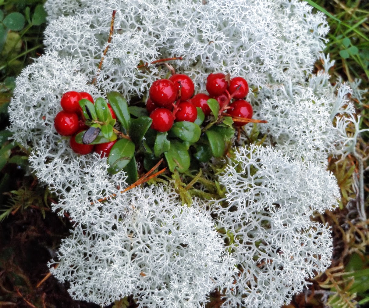 Frohe Weihnachten!