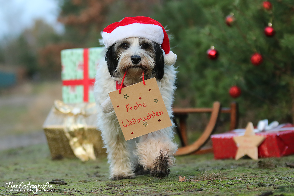 Frohe Weihnachten!