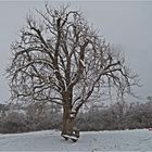 Frohe Weihnachten 