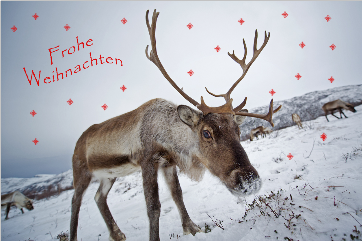 Frohe Weihnachten