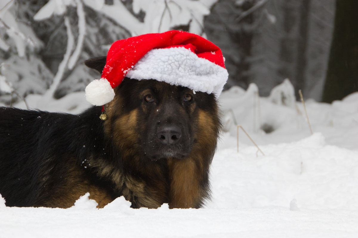 Frohe Weihnachten