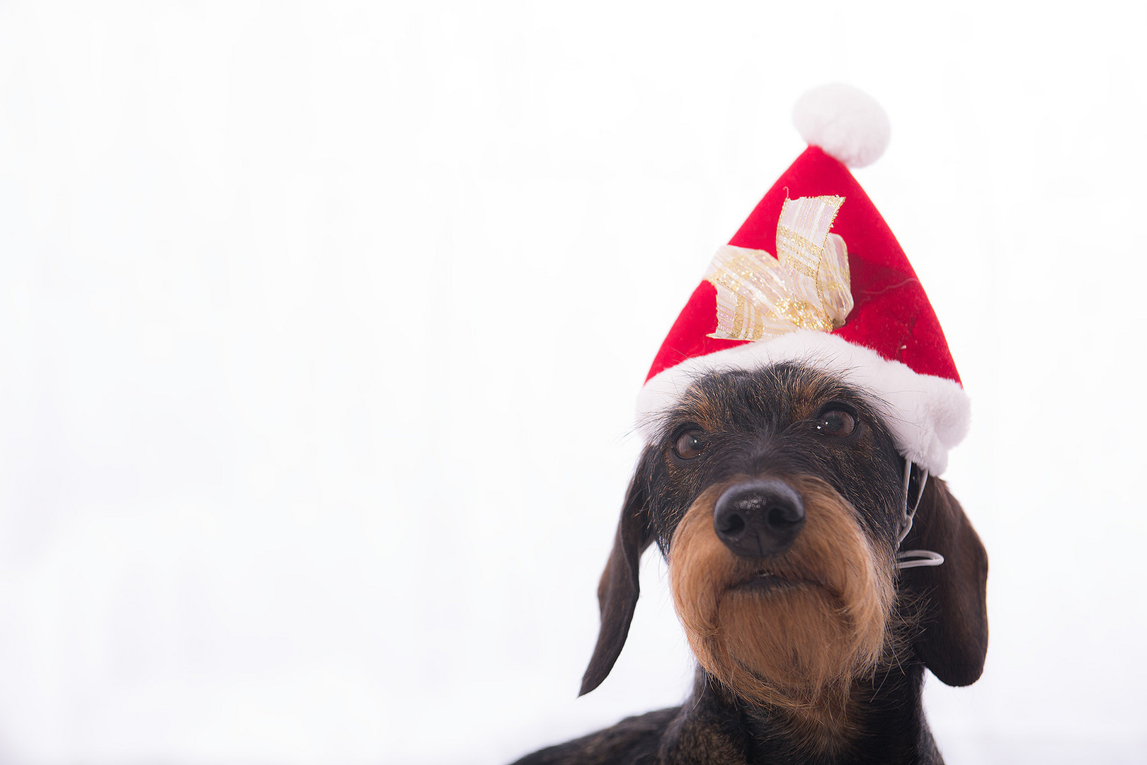 Frohe Weihnachten Foto &amp; Bild tiere, haustiere, hunde Bilder auf