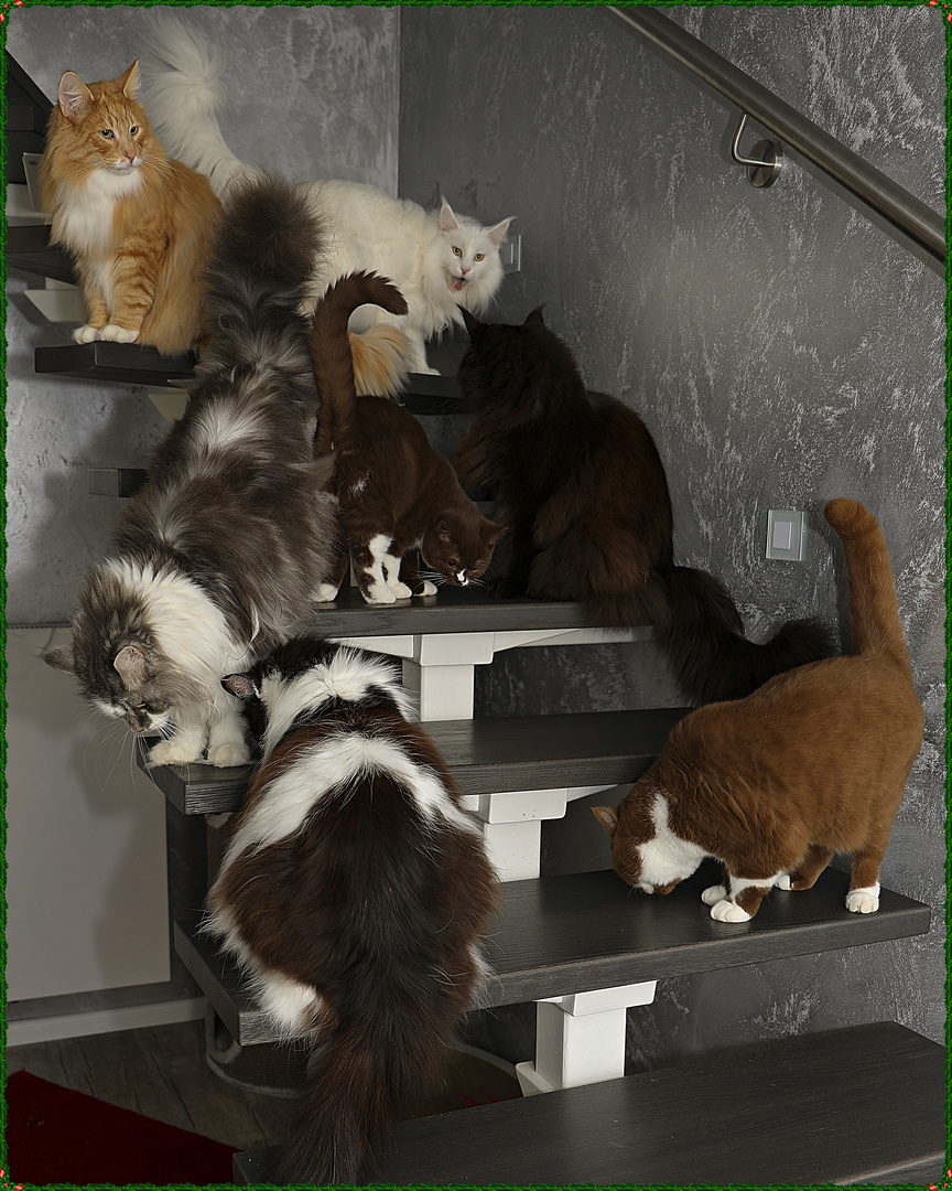 Frohe Weihnachten Foto Bild Fotos Natur Katze Bilder