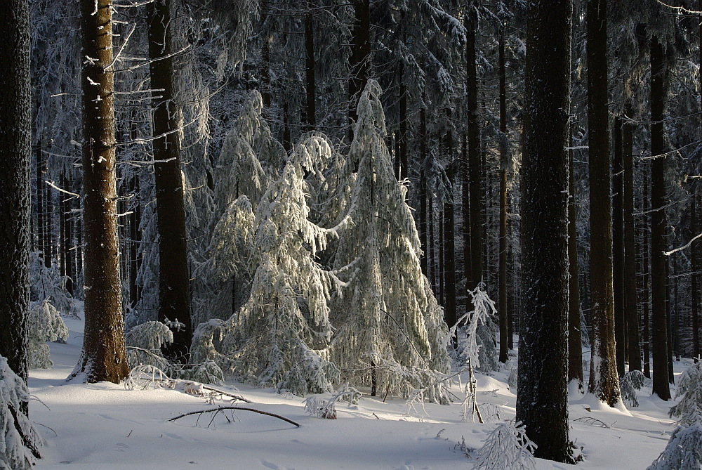 Frohe Weihnachten !