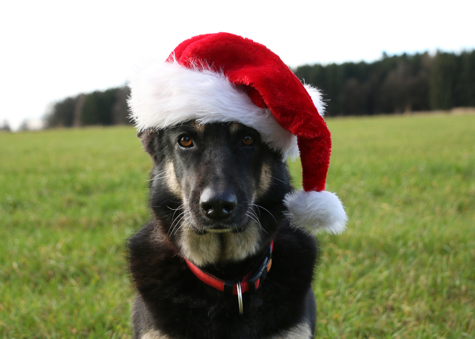 Frohe Weihnachten!