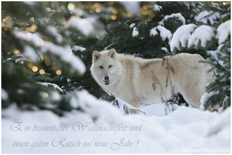 Frohe Weihnachten Foto &amp; Bild | tiere, zoo, wildpark &amp; falknerei