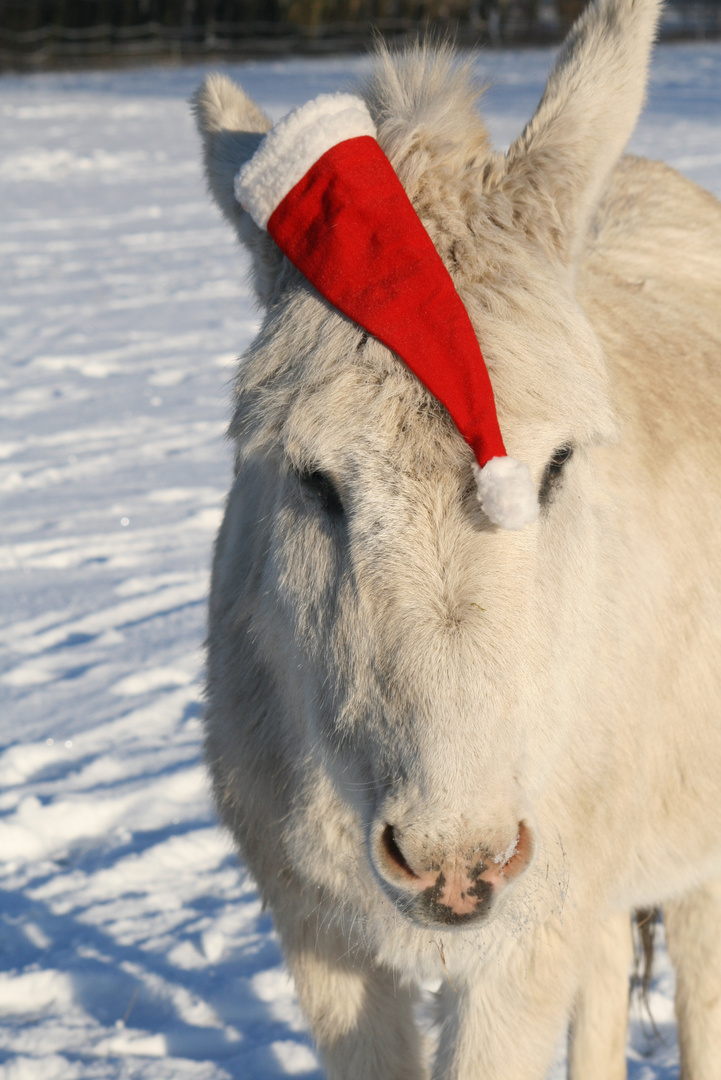 +Frohe Weihnachten!+