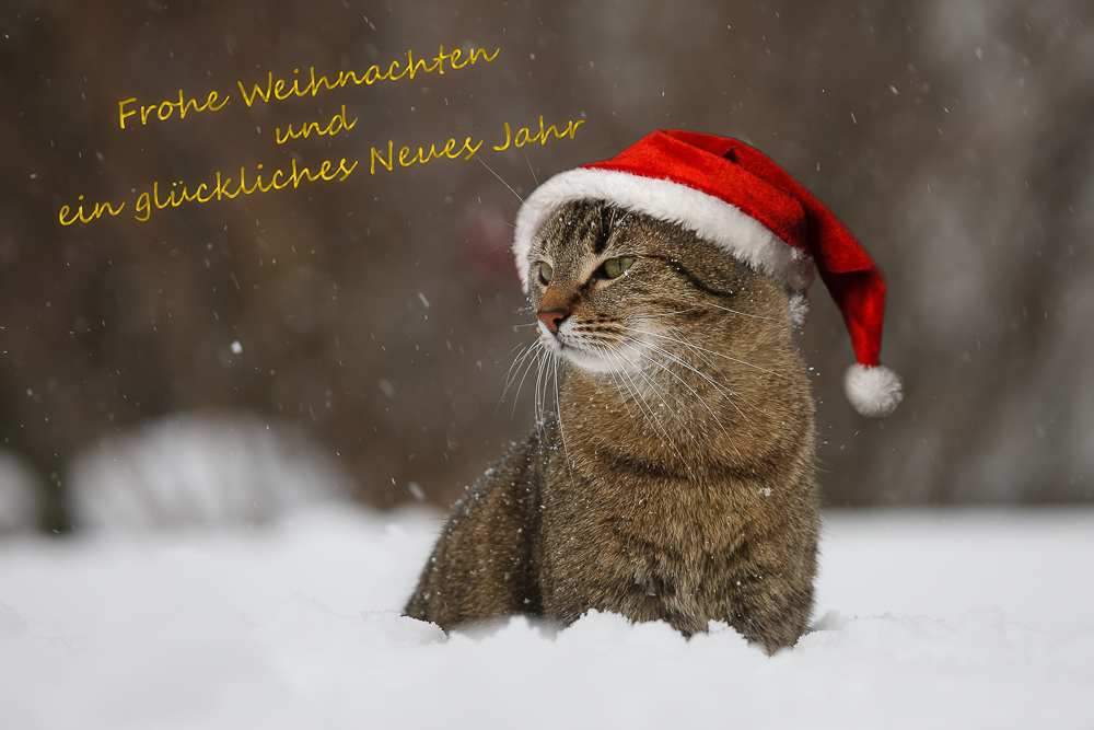 Frohe Weihnachten