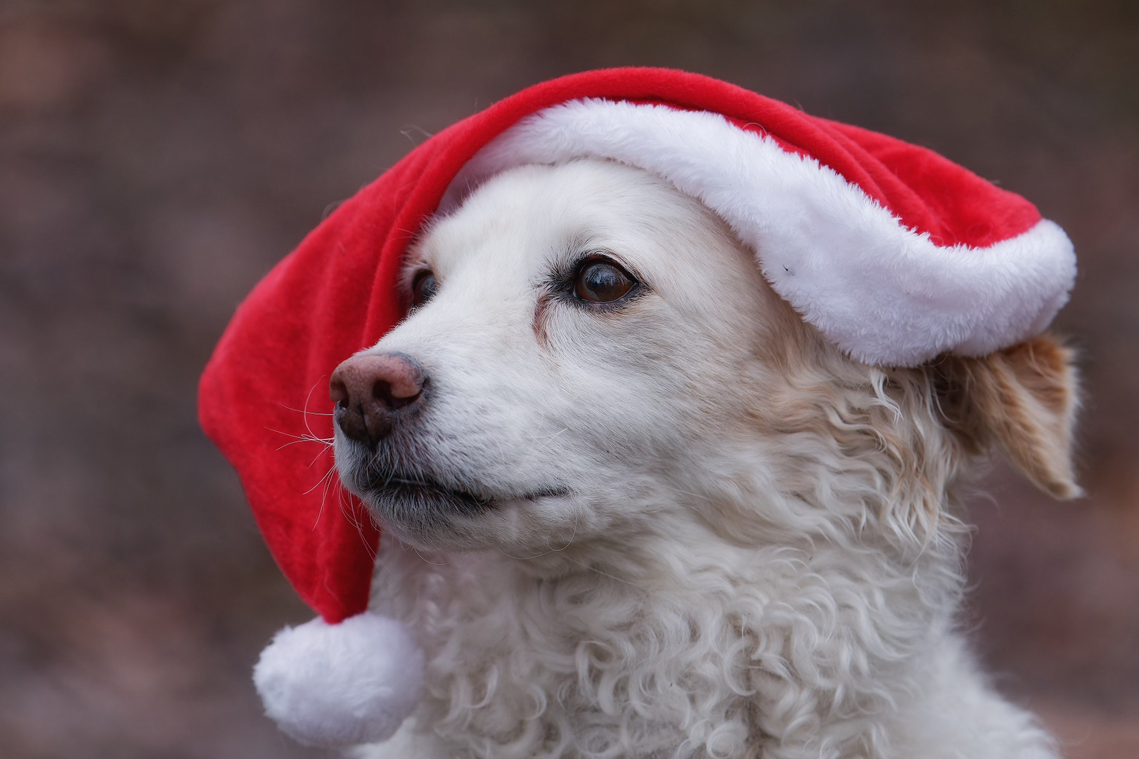 Frohe Weihnachten